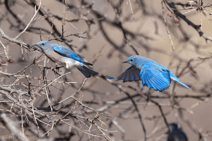 Mountain Bluebirds by Richard Kostecke - Organikos