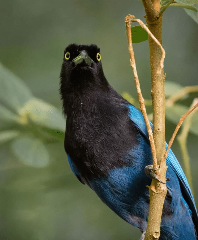 Bushy-crested Jay by Daniel Aldana - Organikos