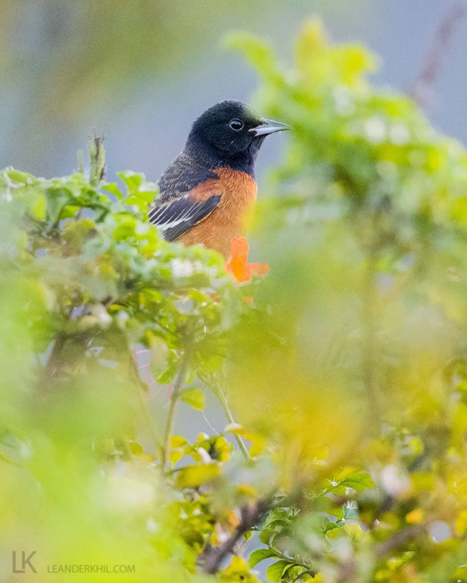 Orchard Oriole by Leander Khil - Organikos