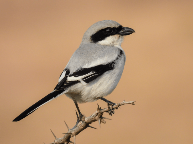 Great Grey Shrike by Ramesh Desai - Organikos