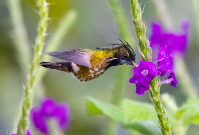 Black-crested Coquette by Richard Kostecke - Organikos