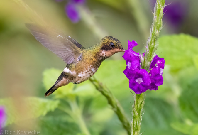 Black-crested Coquette by Richard Kostecke - Organikos