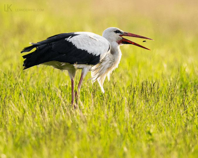 White Stork by Leander Khil - Organikos