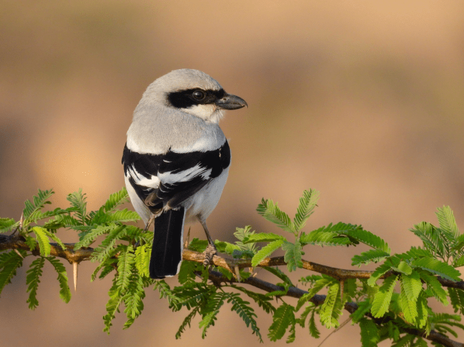 Great Grey Shrike by Ramesh Desai - Organikos