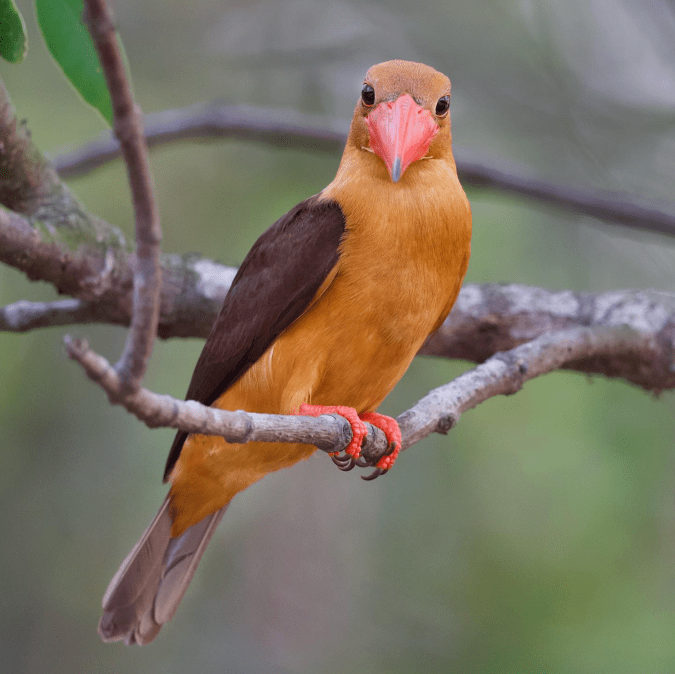 Brown-winged Kingfisher by Gururaj Moorching - Organikos