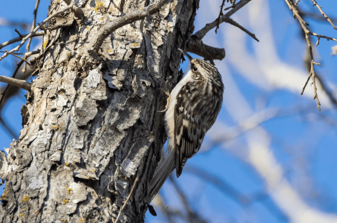 Brown Creeper by Richard Kostecke - Organikos