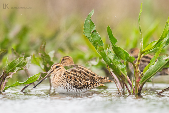 Pale Common Snipe by Leander Khil - Organikos