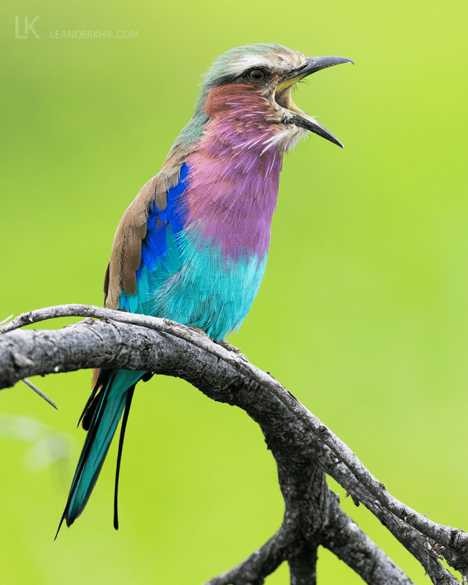 Lilac-breasted Roller by Leander Khil - Organikos