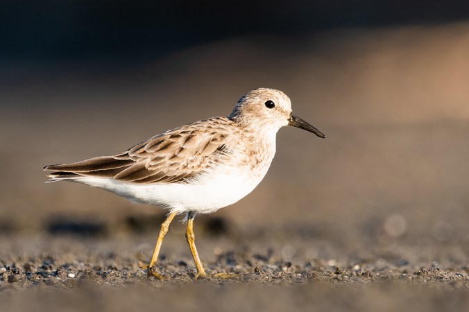 Least Sandpiper by Leander Khil - Organikos