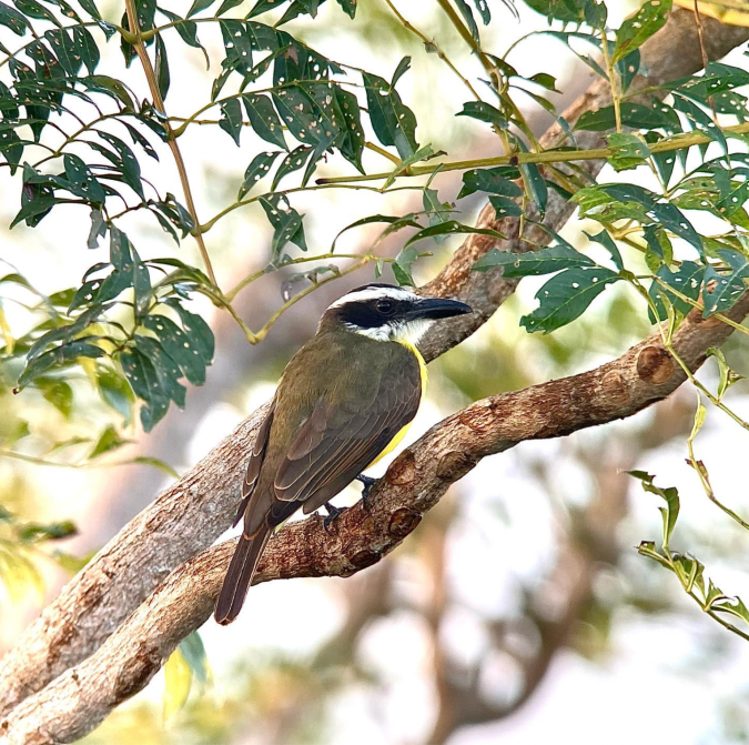 Boat-billed Flycatcher by Hugo Santa Cruz - Organikos