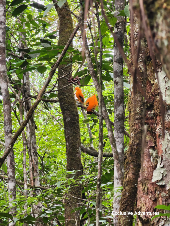 Guianan Cock-of-the-rock by Jamal Thomas - Organikos