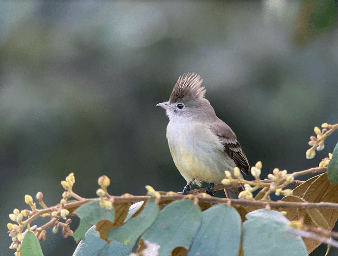 Yellow-bellied Elaenia by Hugo Santa Cruz - Organikos