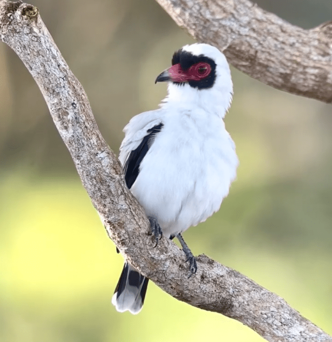 Masked Tityra by Hugo Santa Cruz - Organikos