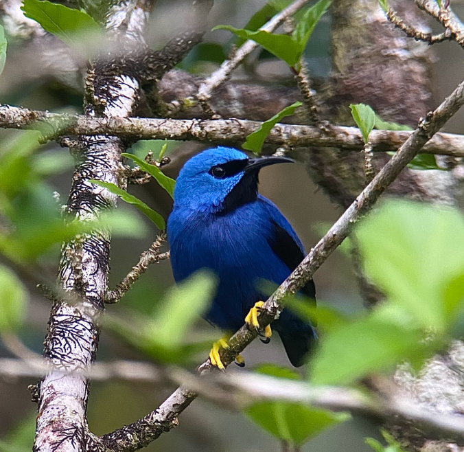 Shining Honeycreeper by Hugo Santa Cruz - Organikos