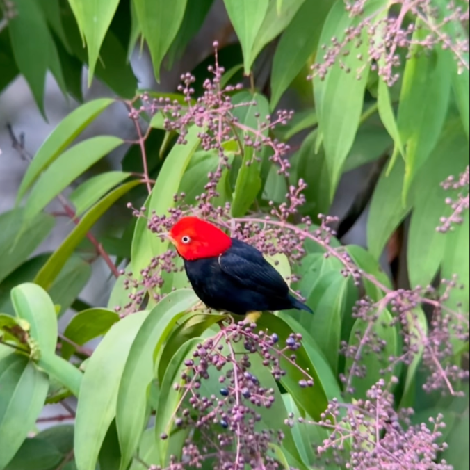 Red-capped Manakin by Hugo Santa Cruz - Organikos