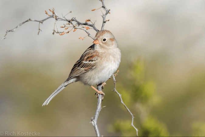 Field Sparrow by Richard Kostecke - Organikos