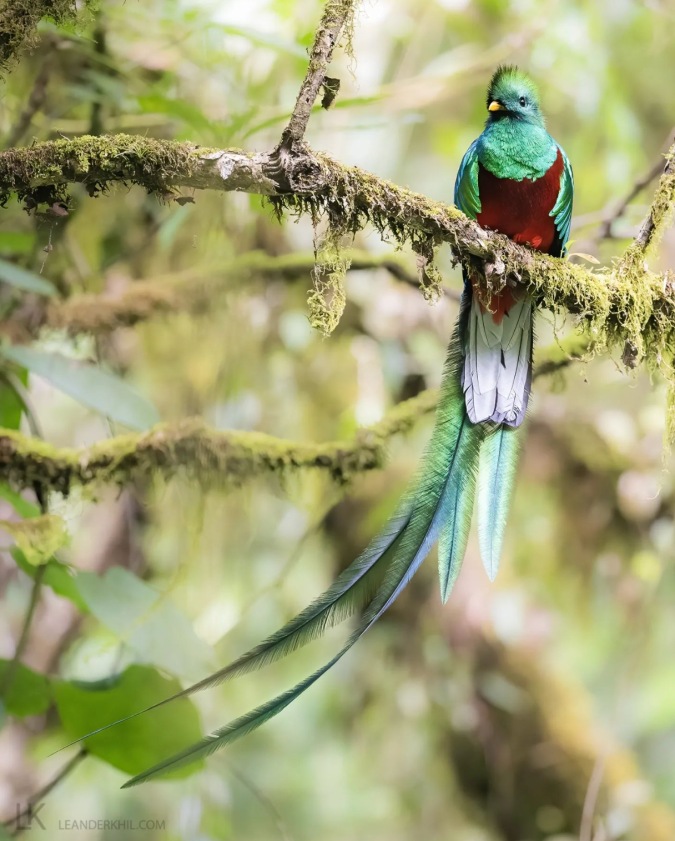 Resplendent Quetzal by Leander Khil - Organikos