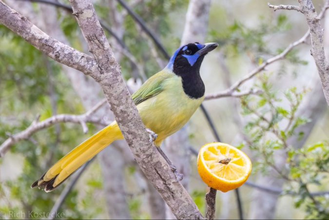 Green Jay by Richard Kostecke - Organikos