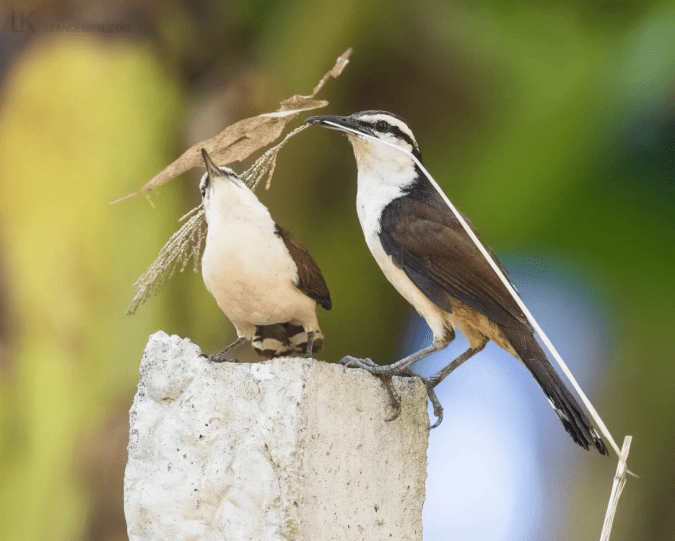 Giant Wren by Leander Khil - Organikos