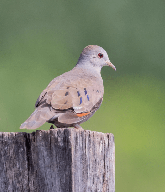 Plain-breasted Ground-Dove by Daniel Aldana - Organikos