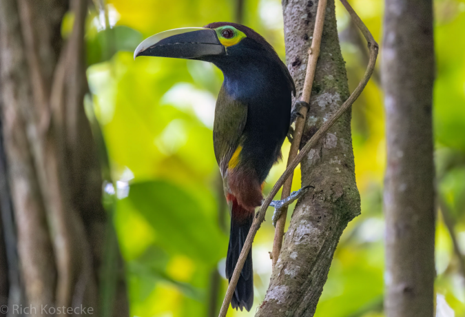 Yellow-eared Toucanet by Richard Kostecke - Organikos