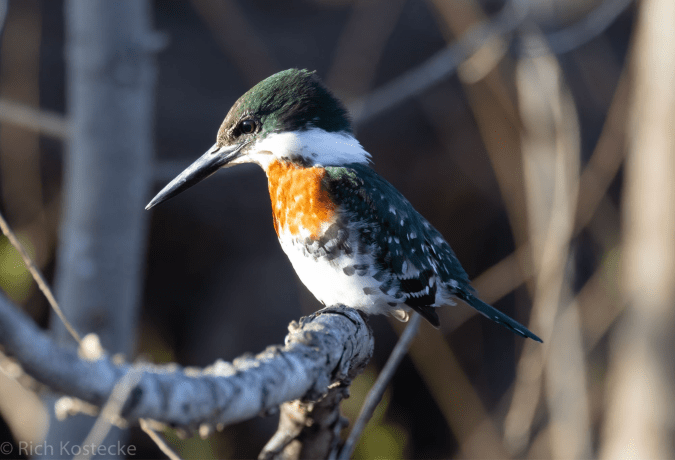 Green Kingfisher by Richard Kostecke - Organikos