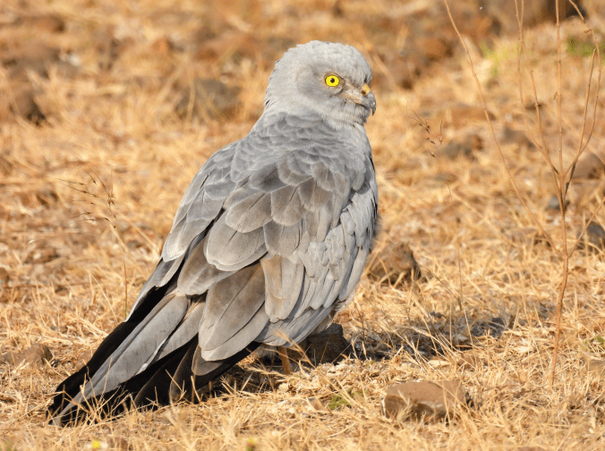 Montagu's Harrier by Ramesh Desai - Organikos