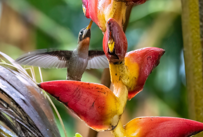 Band-tailed Barbthroat by Richard Kostecke - Organikos