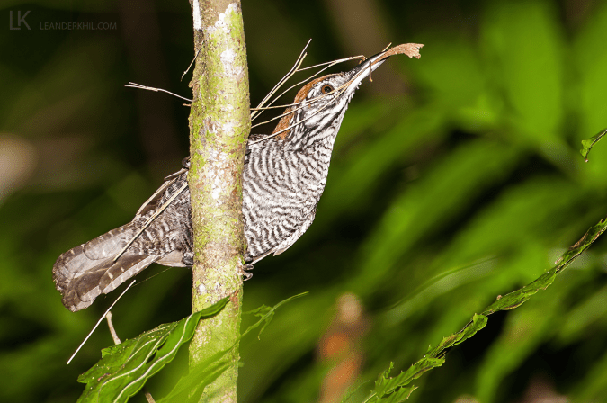 Riverside Wren by Leander Khil - Organikos