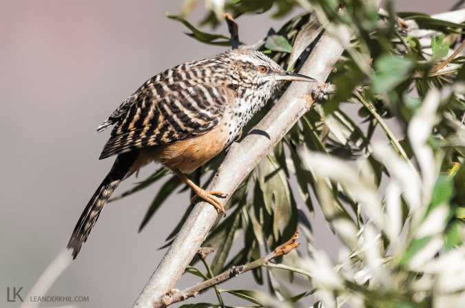 Band-backed Wren by Leander Khil - Organikos