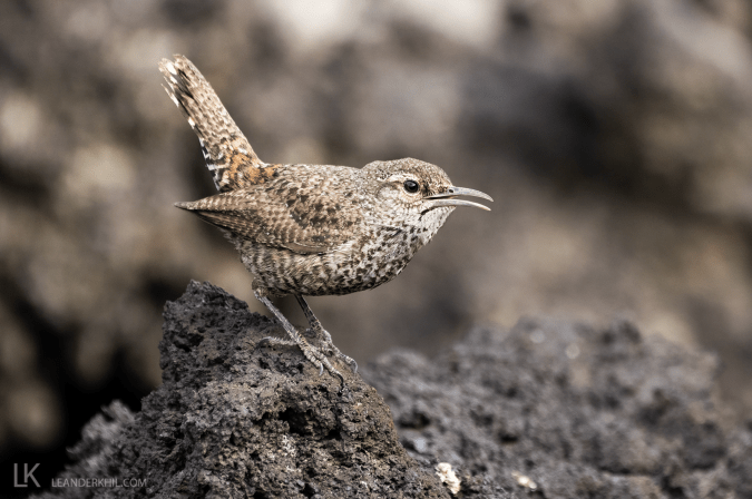 Rock Wren by Leander Khil - Organikos