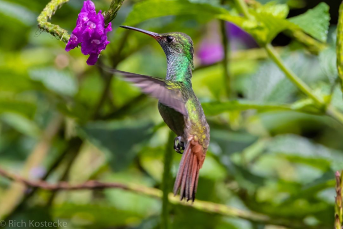 Rufous-tailed Hummingbird by Richard Kostecke - Organikos