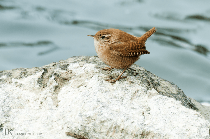Eurasian Wren by Leander Khil - Organikos