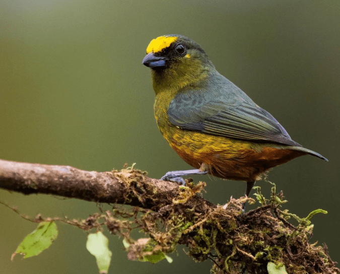 Olive-backed Euphonia by Leander Khil - Organikos