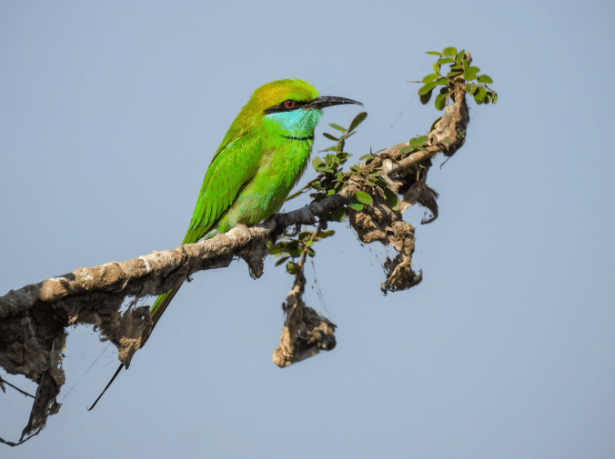 Green Bee-eater by Ramesh Desai - Organikos
