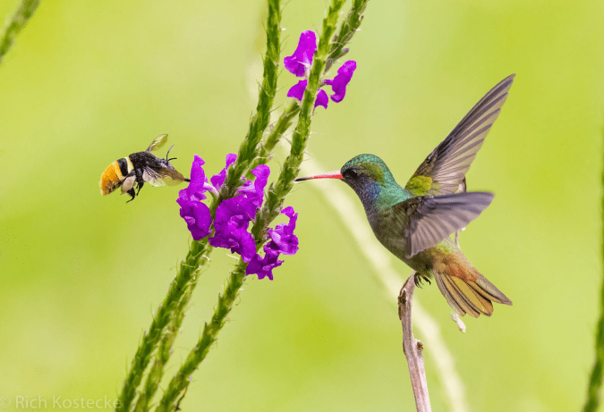 Blue-throated Goldentail by Richard Kostecke - Organikos