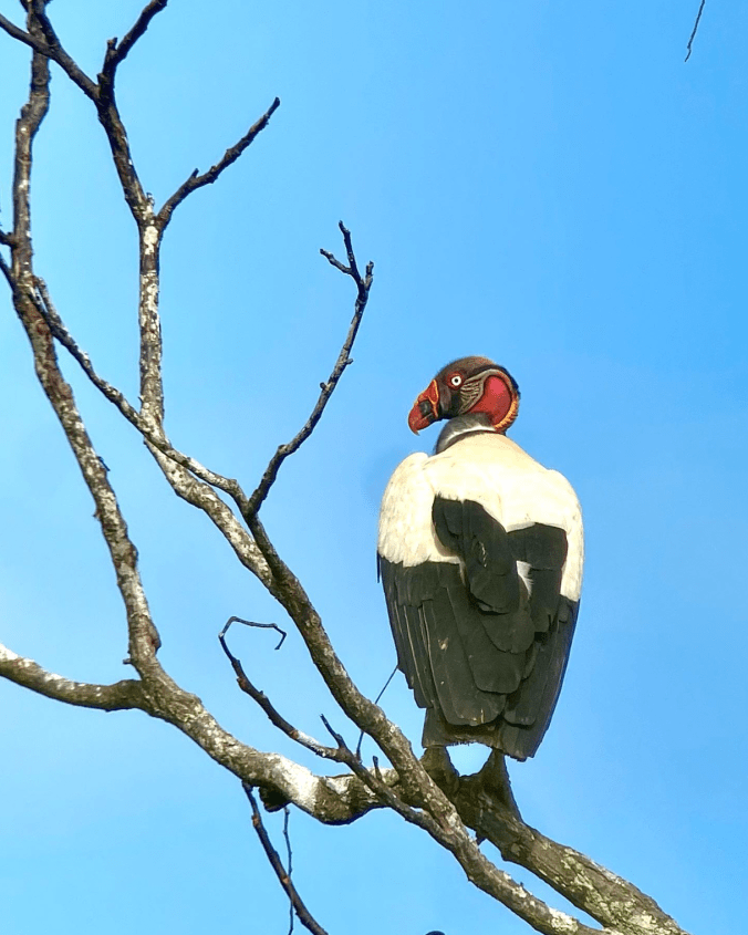 King Vulture by Hugo Santa Cruz - Organikos