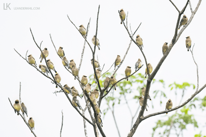 Cedar Waxwings by Leander Khil - Organikos