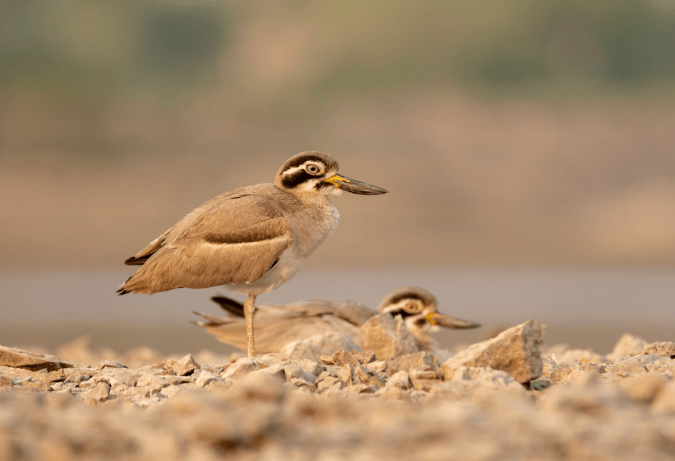 Great Thick-knee by Ramesh Desai - Organikos