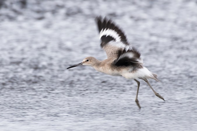 Willet by Leander Khil - Organikos
