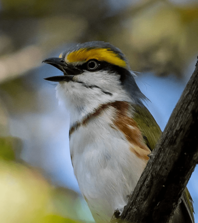 Chestnut-sided Shrike-Vireo by Daniel Aldana - Organikos
