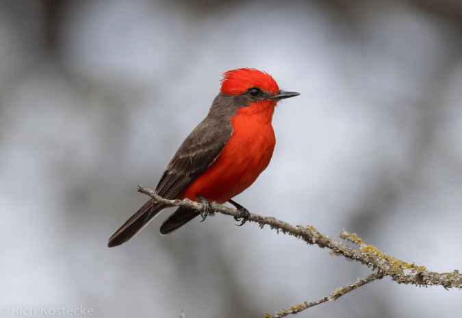 Vermilion Flycatcher by Richard Kostecke - Organikos