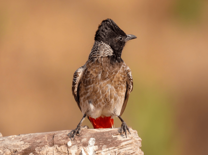 Red-vented Bulbul by Ramesh Desai - Organikos