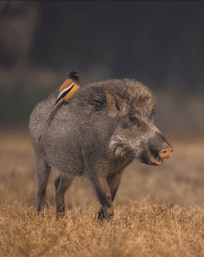 Rufous Treepie by Sudhir Shivaram - Organikos
