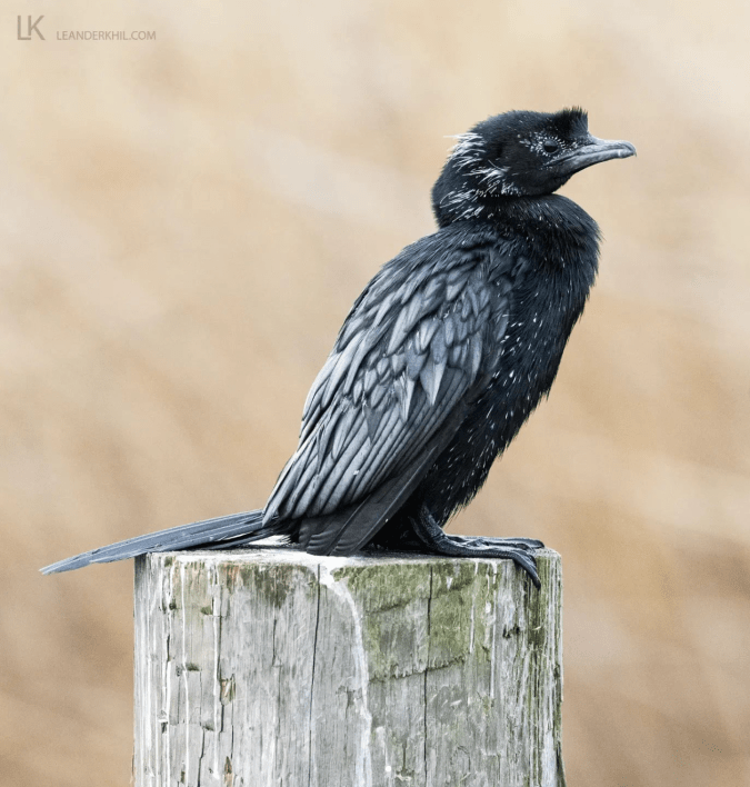 Pygmy Cormorant by Leander Khil - Organikos