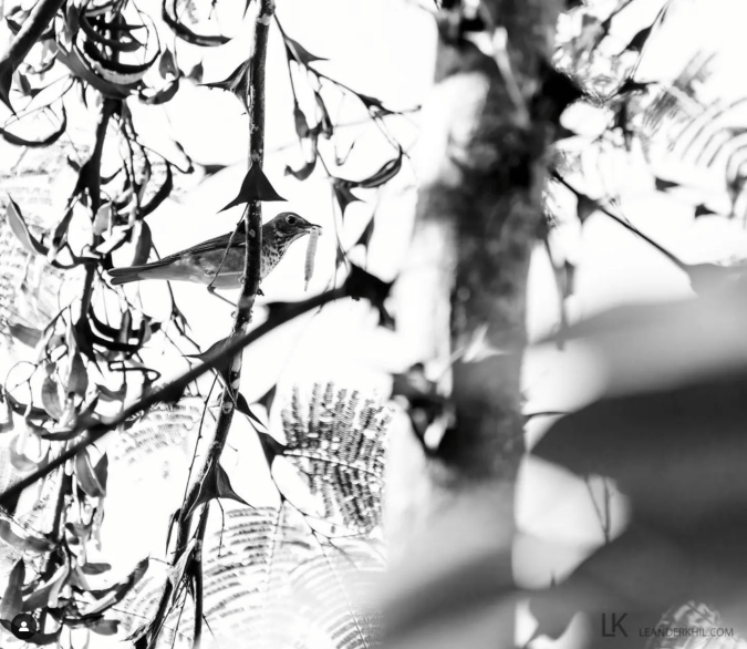 Swainson's Thrush by Leander Khil - Organikos