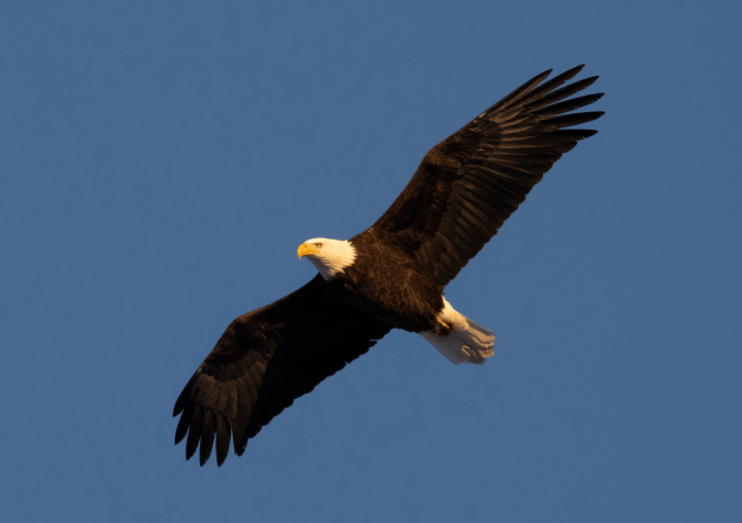 Bald Eagle by Seth Inman - Organikos