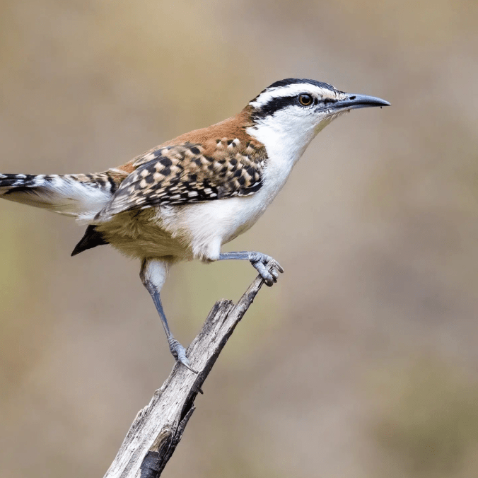 Rufous-naped Wren by Leander Khil - Organikos