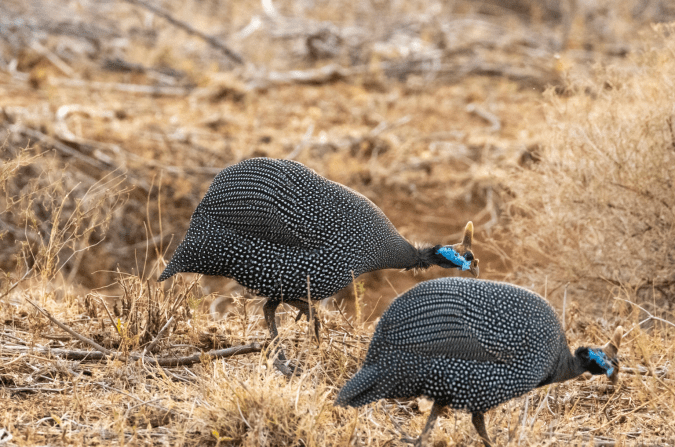 Helmeted Guineafowl by Seth Inman - Organikos
