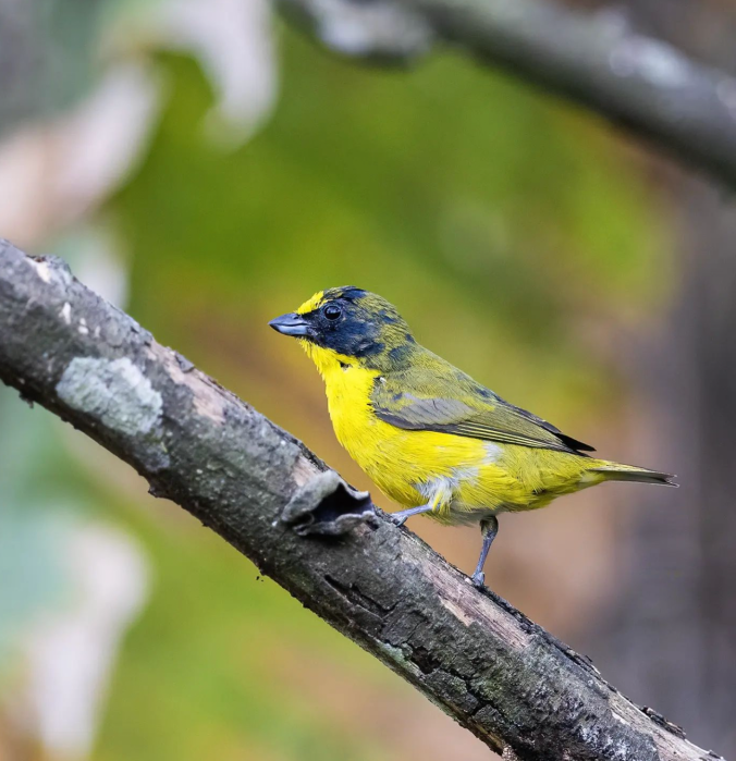 Yellow-throated Euphonia by Leander Khil - Organikos
